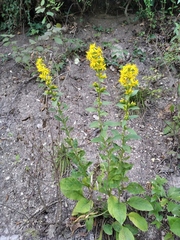 Solidago virgaurea taurica