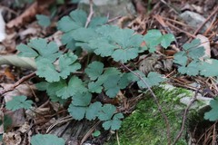 Waldsteinia ternata