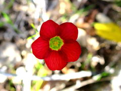 Oxalis pendulifolia