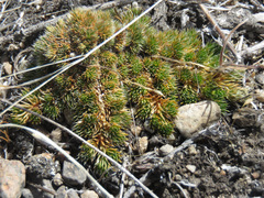 Selaginella densa densa