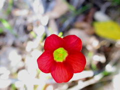 Oxalis pendulifolia