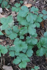 Waldsteinia ternata