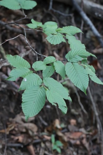 Sawa hornbeam (Carpinus cordata)