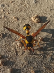 Katamenes dimidiatus