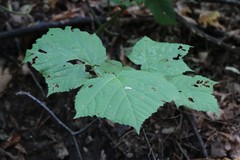 Acer tegmentosum
