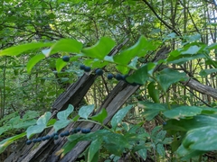Polygonatum latifolium