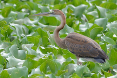Ardea purpurea