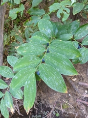 Polygonatum latifolium