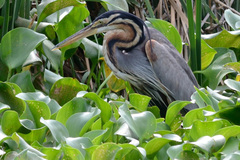 Ardea purpurea