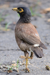 Acridotheres tristis