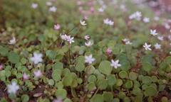 Crassula dentata