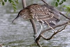 Nycticorax nycticorax