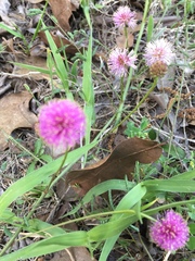 Mimosa strigillosa