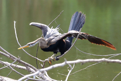 Anhinga melanogaster