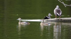 Dendrocygna javanica