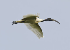 Threskiornis melanocephalus