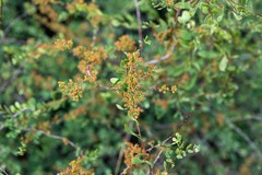 Spiraea hypericifolia