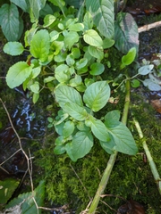 Clinopodium caucasicum