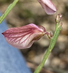 Polygala microlopha