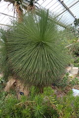 Yucca queretaroensis