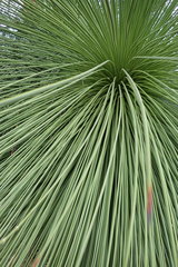 Yucca queretaroensis