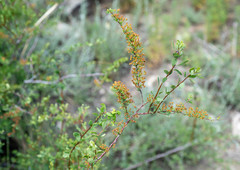 Spiraea hypericifolia