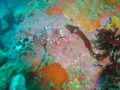 Chorisochismus dentex