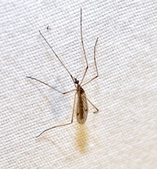 Teucholabis complexa