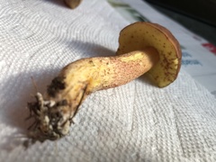 Hemileccinum rubropunctum