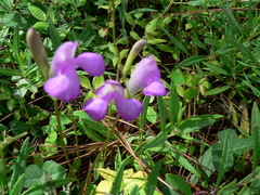 Phaseolus pauciflorus