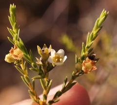 Diosma meyeriana
