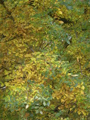 Zelkova carpinifolia
