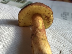 Hemileccinum rubropunctum