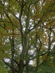 Zelkova carpinifolia