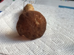 Hemileccinum rubropunctum