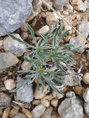 Convolvulus calvertii calvertii