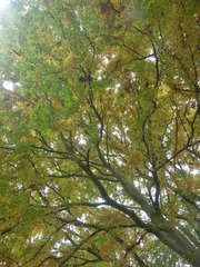 Zelkova carpinifolia