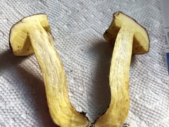 Hemileccinum rubropunctum