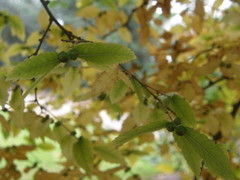 Zelkova carpinifolia