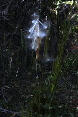 Asclepiadinae