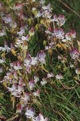 Disa spathulata spathulata