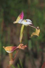 Disa spathulata spathulata