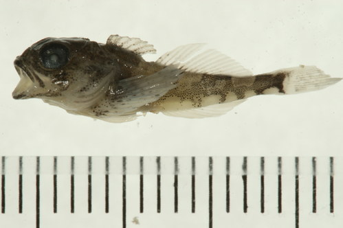 Fourhorn Sculpin