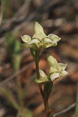 Disperis circumflexa aemula
