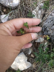 Euphorbia taurinensis