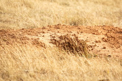 Marmota bobak