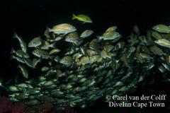 Pomadasys striatus