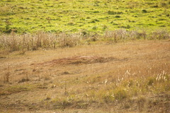 Marmota bobak
