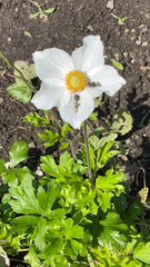 Anemonoides sylvestris