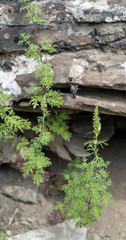Nepeta annua